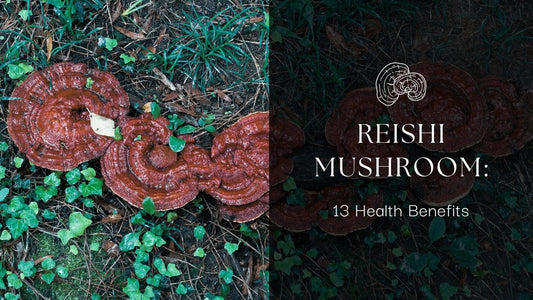 reishi mushroom health benefits