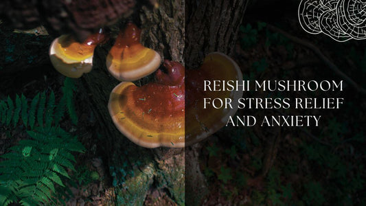 Reishi Mushroom for Stress Relief and Anxiety