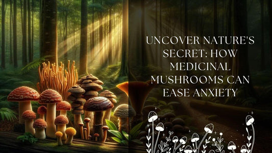 Uncover Nature's Secret: How Medicinal Mushrooms Can Ease Anxiety scene with a variety of medicinal mushrooms growing in their natural habitat. Sunlight filters through the dense canopy above, casting