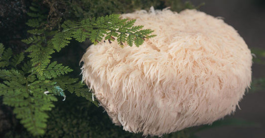 lions mane mushroom ultimate guide benefits, uses, side effects