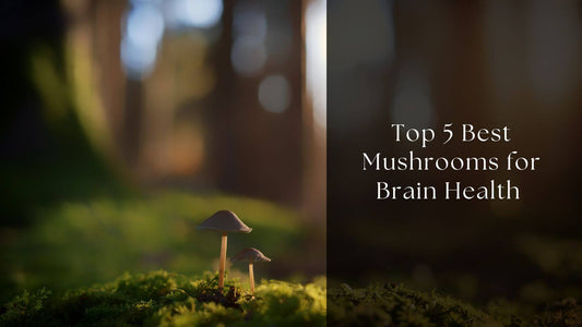 Top 5 Best Mushrooms for Brain Health