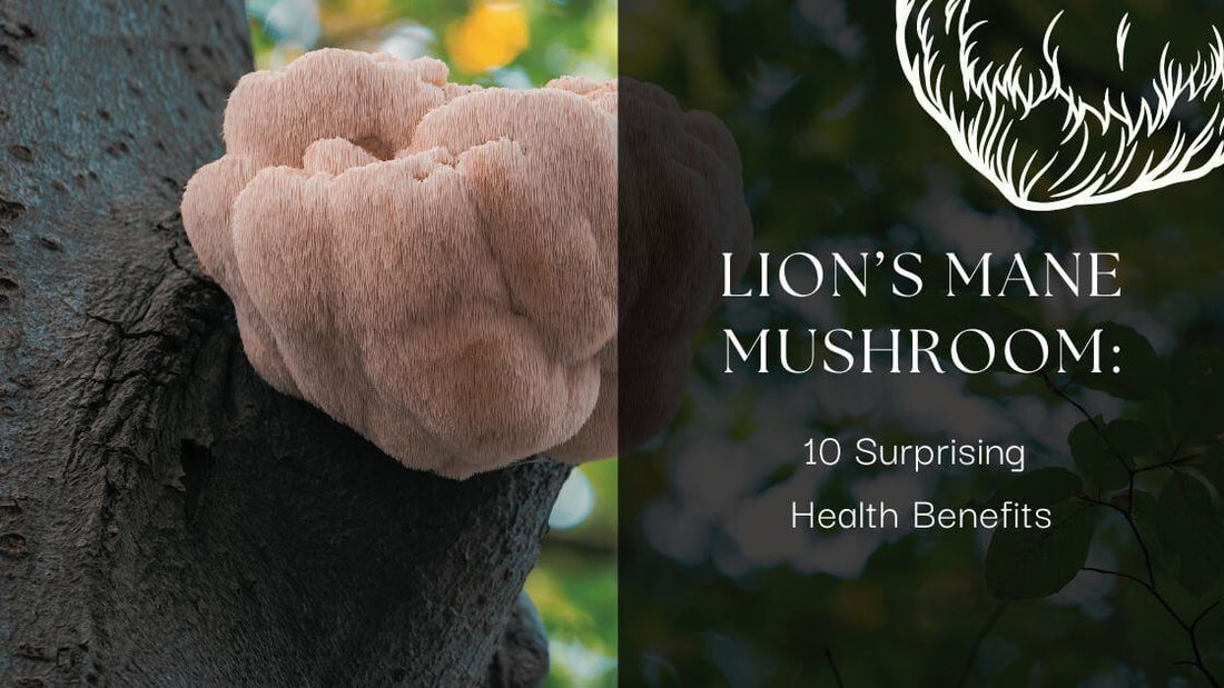 lion's mane mushroom 10 surprising health benefits