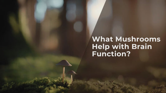What Mushrooms Help with Brain Function?