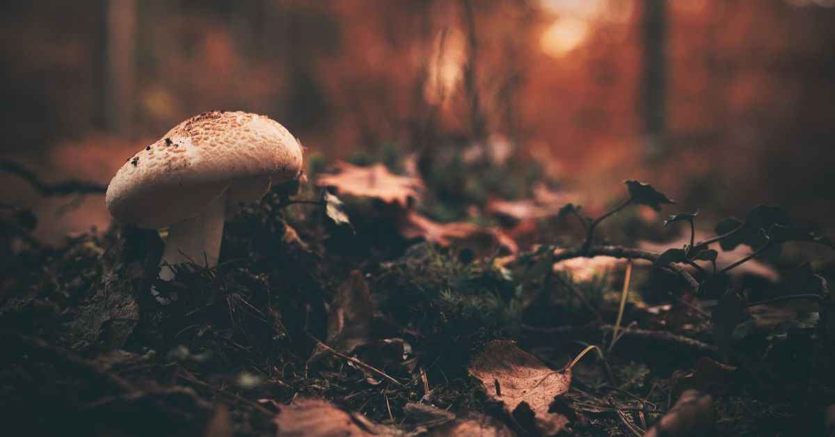 mrgenki-medicinal-functional-smart-mushrooms-adaptogens-our-story